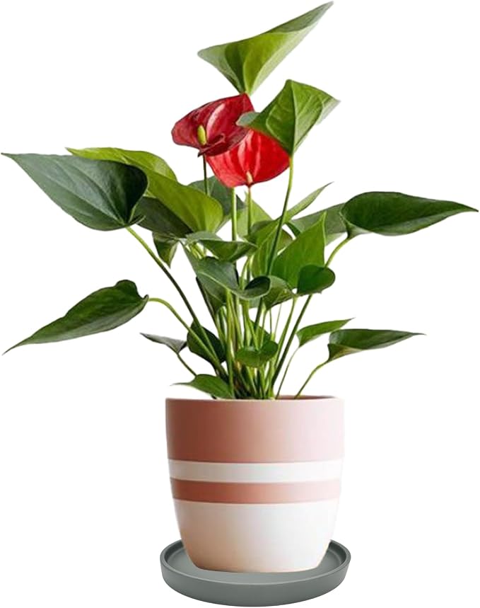 Yukfona Ceramic Plant Saucer Tray 2 Pcs 8 Inch Grey, 8.5" OD x8.15 ID x1 Deep| Fits Flower pots Bottom≤ 8.15", Heavy Duty Glazed Round Planter Drip with Catch Basin for Indoor Outdoor Plants