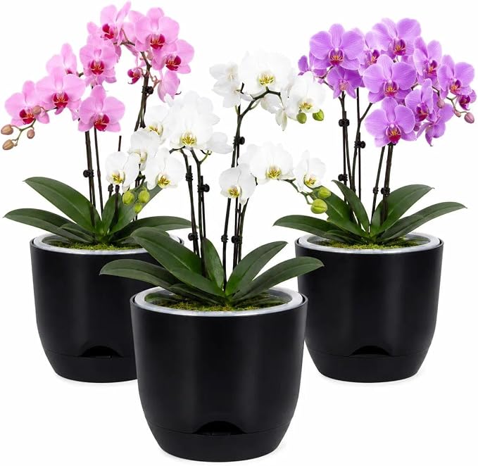 QCQHDU 5.7Inch Orchid Pots with Holes for Repotting, Double-Layer Plastic Self Watering Flower Pots for Indoor Plants with Drainage Holes, Clear Orchid Pot Match Decorative Orchid Container, 3 Packs