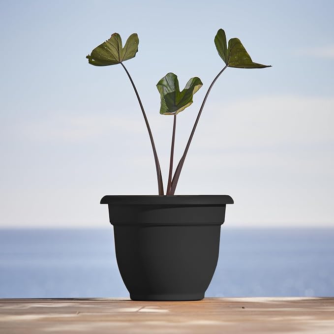 Bloem Ariana 16" Self-Watering Plastic Planter - Rolled Rim Indoor/Outdoor Garden Pot, Black, 2-Pack