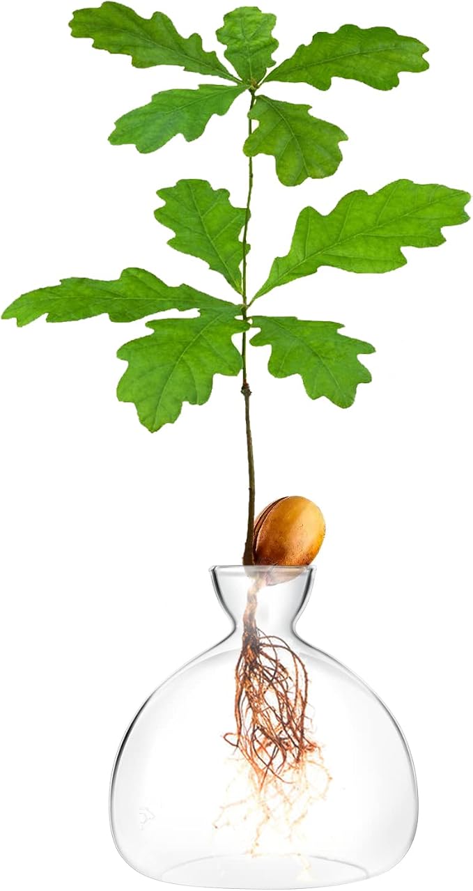 Acorn sprouting Seed Starter Planter Vase Terrariums Pot Acorn Tree Growing Kit Deco Glass Bulb Propagation Vases Grow Acorn Trees at Home Acorn Tree Growing Kit Unusual Gardening Gifts for Her Him
