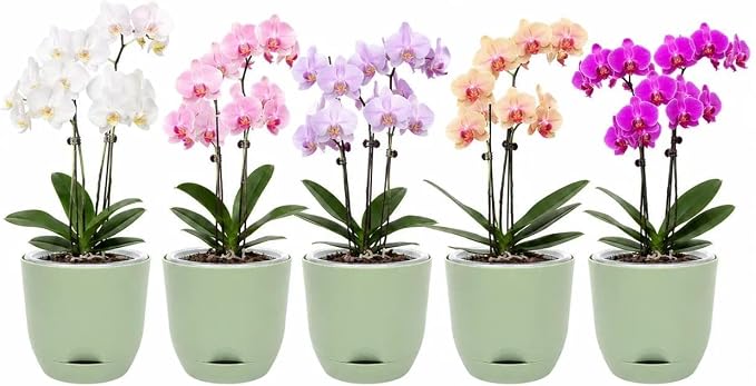 QCQHDU 7.2Inch Orchid Pots with Holes for Repotting, Double-Layer Plastic Self Watering Flower Pots for Indoor Plants with Drainage Holes, Clear Orchid Pot Match Decorative Orchid Container, 5 Packs
