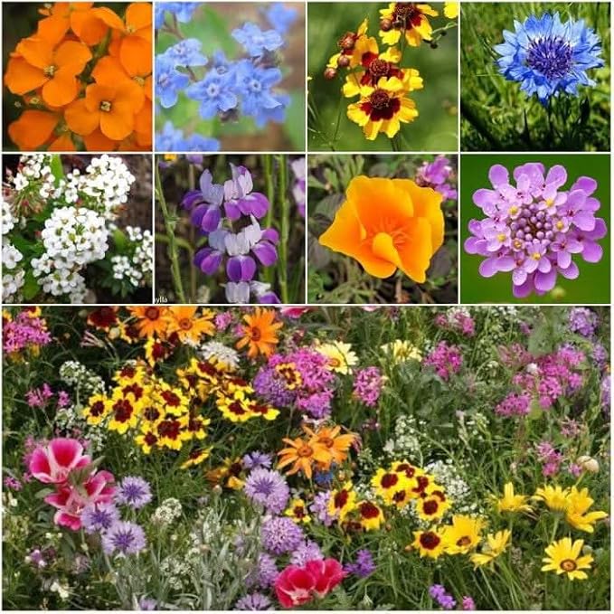 Seed Needs Wildflower Seeds Low Growing 2 Ounce Heirloom Bulk Pack