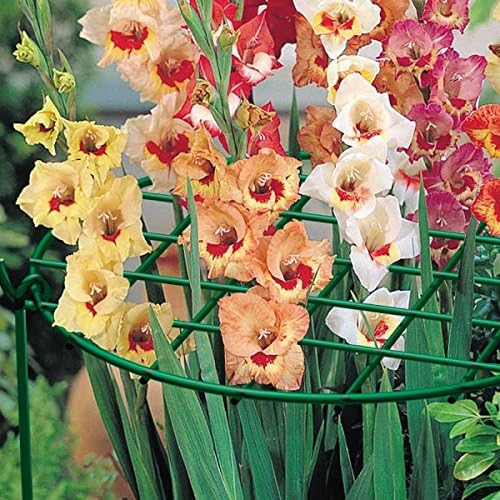 Panacea Products 89323 14" D x 20" H Grow Thru Peony / Perennial Plant Supports - Quantity 2