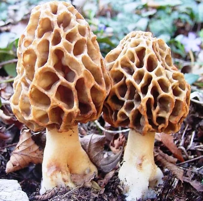 Morel Mushrooms Spores - Heirloom - GMO Free