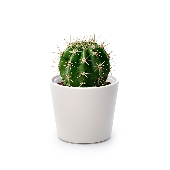 Phoenix Vine 3.5 Inch Oatmeal Plastic Cachepot with Clear Nursery Pot, Decorative Lightweight Planter Cover with Transparent Inner Pot for Indoor Houseplants, Pack of 1, 24-A-G-1