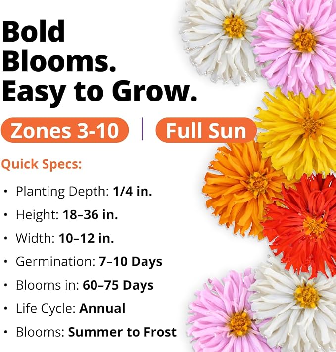 HOME GROWN Zinnia Cactus Mix Seeds – 2000 Heirloom Non-GMO Flower Seeds for Spring 2026 Planting Outdoors, Large Cactus Blooms, Tall Cut Flower Garden, USDA Zones 3–10 (Zinnia elegans)