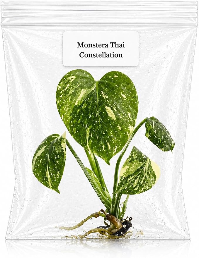 Monstera Thai Constellation Tissue Culture Starter Plant, Variegated Tropical Live Plants, Variegated Plants Live houseplants, Tropical Indoor Plants