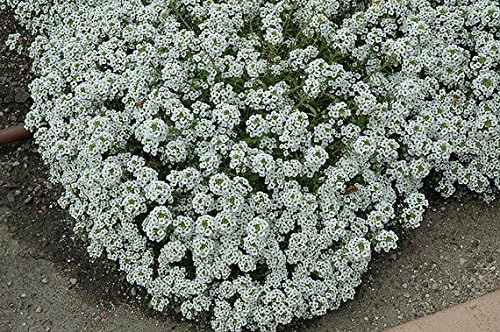~ Alyssum, Sweet Tall Flower Seeds (1 Lb) Lobularia maritima Non GMO