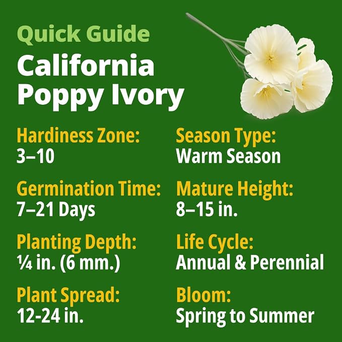 HOME GROWN California Poppy Ivory Castle 2500 Seeds 3.3g 2026 Spring Flower Seeds for Planting Outdoors, California Poppies, Bulk Perennial Self-Seeding Flower Seeds (Eschscholzia Californica)