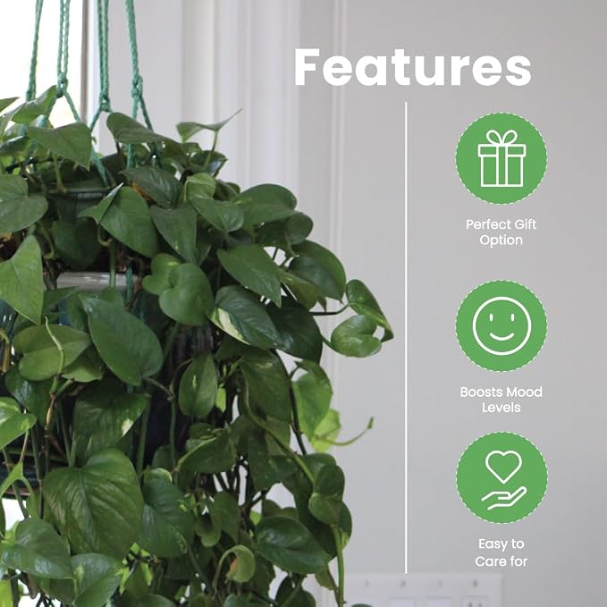 American Plant Exchange Golden Pothos – Live 8-Inch Hanging Basket, Devil’s Ivy, Easy-Care Air Purifying Houseplant, Fast-Growing Trailing Vine for Hanging Planters, Indoor Home or Office Décor