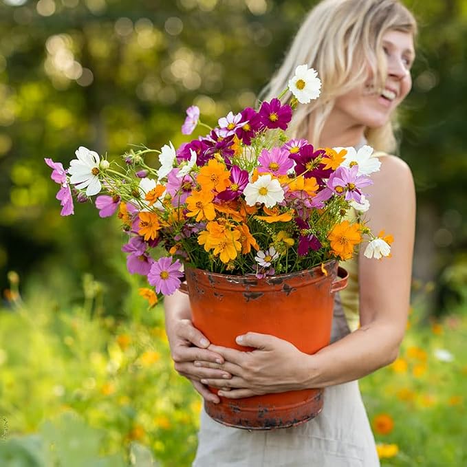 Eden Brothers Crazy for Cosmos Flower Mixed Seeds for Planting, 1/4 lb, 120,000+ Seeds with Cosmos Gloria, Pinkie, Purity | Attracts Pollinators, Plant in Spring or Fall, Zones 3, 4, 5, 6, 7, 8, 9, 10