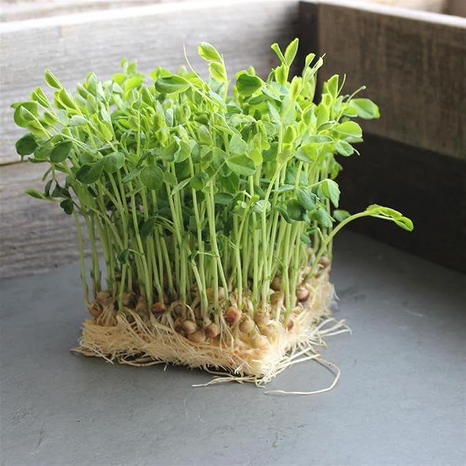 Mountain Valley Seed Co Dun Pea Microgreens Seeds 1 Lb ~2,300 Seeds Non-GMO | Heirloom - Open Pollinated - for Home Gardens, Salads, and Smoothies - Fast-Growing, Nutritious Microgreens