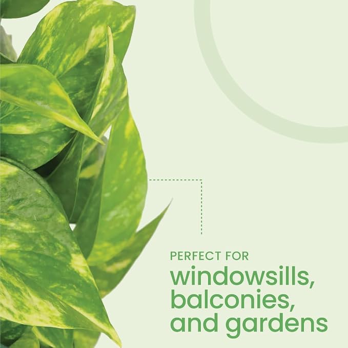 American Plant Exchange Golden Pothos – Live 8-Inch Hanging Basket, Devil’s Ivy, Easy-Care Air Purifying Houseplant, Fast-Growing Trailing Vine for Hanging Planters, Indoor Home or Office Décor