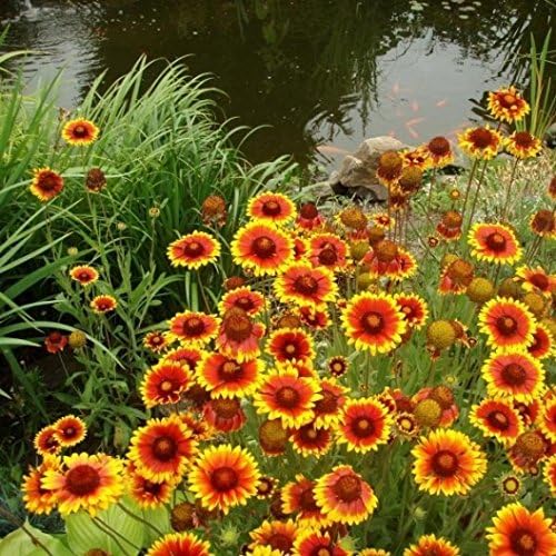 ~ Annual Gaillardia Seeds, Indian Blanket Flower -Gaillardia pulchella (1/4 Lb) 56,250 Seeds Non GMO Bulk