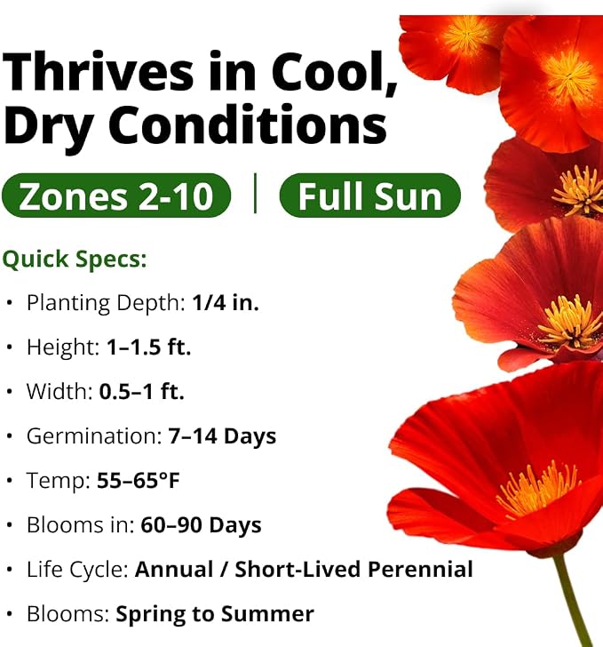 HOME GROWN California Poppy Seeds for Planting Red Chief 22,000 Seeds (29g), Red Blooms, Heirloom Non-GMO, Wildflower & Pollinator Gardens, Drought Tolerant, Zones 2–10 (Eschscholzia californica)