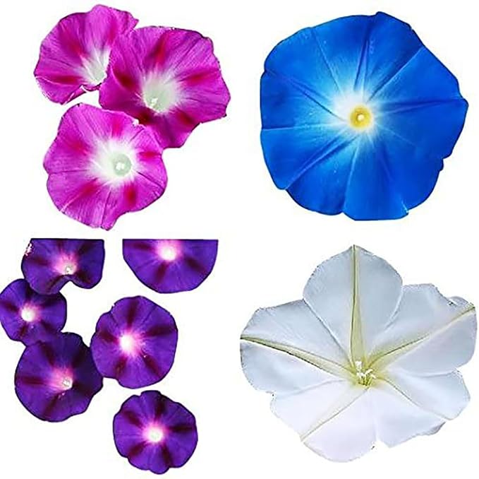 Mixed Morning Glory Seeds for Planting – Blue, Purple, White, and Rose Climbing Vine Flowers – Attracts Butterflies & Hummingbirds – Fast-Growing Vine – Grown in the USA