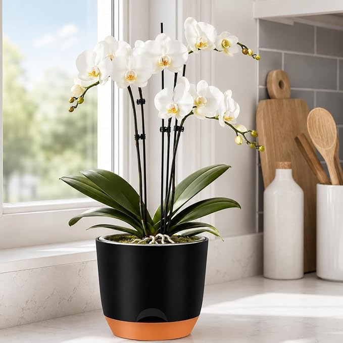 QCQHDU 7.2Inch Orchid Pots with Holes for Repotting, Double-Layer Plastic Self Watering Flower Pots for Indoor Plants with Drainage Holes, Clear Orchid Pot Match Decorative Orchid Container, 1 Pack