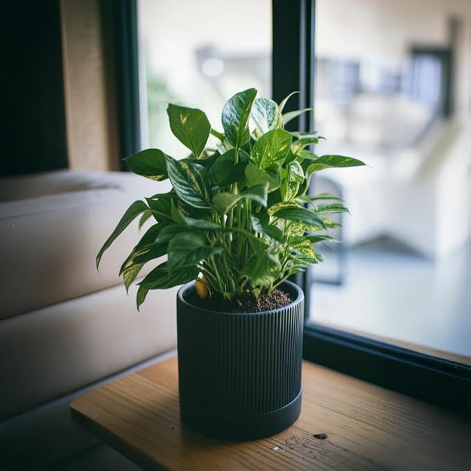 HERDUK 6 Inch Ceramic Plant Pot with Drainage & Saucer - Indoor Planter for Succulents, Cacti & Aloe Vera - Striped Design, High-Temp Fired Clay, Lightweight Modern Decor
