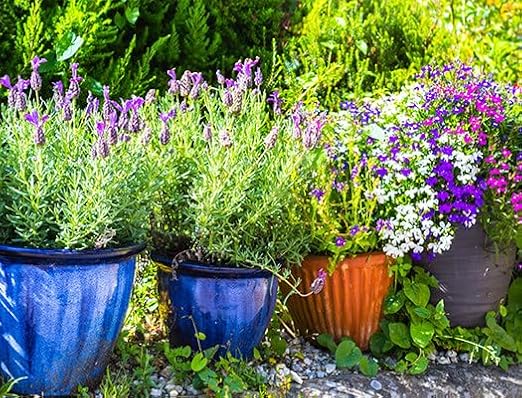 Dripworks Individual Plant Irrigation Kit for Watering Individual Plants in Containers - Waters Upto 280 Plants | Agricultural Grade Components | Trusted Brand Since 1991