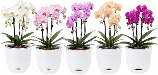 7.2Inch White Orchid Pots with Holes for Repotting, Double-Layer Plastic Self Watering Flower Pots for Indoor Plants with Drainage Holes, Clear Orchid Pot Match Decorative Orchid Container, 5 Packs