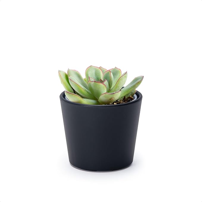 Phoenix Vine 3.5 Inch Black Plastic Cachepot with Clear Nursery Pot, Decorative Lightweight Planter Cover with Transparent Inner Pot for Indoor Houseplants, Pack of 1, 24-A-E-1