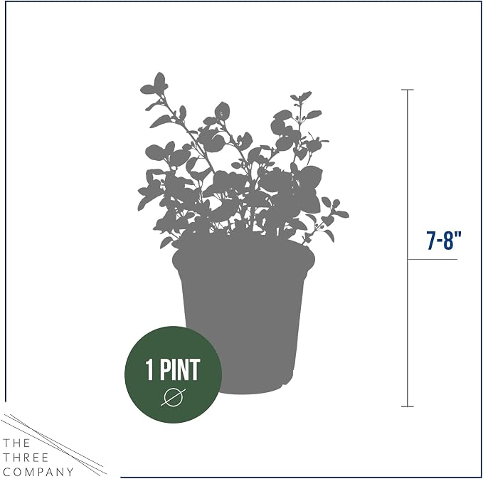 Live Herb - Oregano (4 Per Pack), Aromatic and Health Enhancer, Naturally Rich in Antioxidants, 8" Tall by 4" Wide in 1 Pint Pot