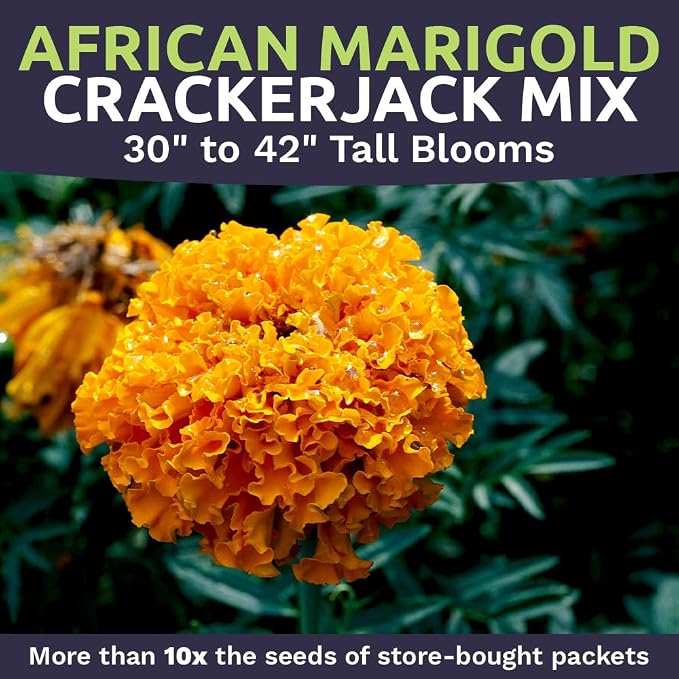 Sweet Yards African Marigold Seeds Mix Crackerjack Mix - Bulk 1 Ounce Packet - Over 10,000 Seeds - Huge Orange and Yellow Blooms - Adaptable to All US Regions - Pollinator Friendly