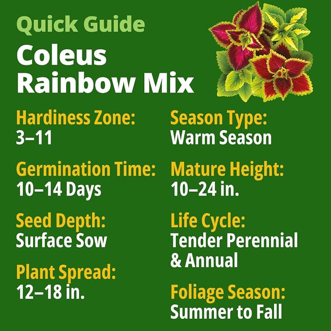 HOME GROWN Coleus Seeds for Planting – 900 Rainbow Coleus Plant Seeds, Multicolor Spring 2026 Flower Seed Annual/Perennial House Plants for Garden Outdoors & Indoors (Plectranthus scutellarioides)