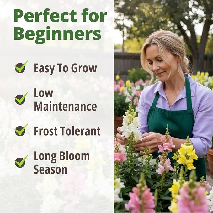 HOME GROWN Snapdragon Northern Lights Seeds, 10,000 Flower Seeds for Planting 2026 Spring, Pastel Garden Blooms of Snap Dragon, Pollinator Friendly Outdoor Cut Flowers (Antirrhinum majus)
