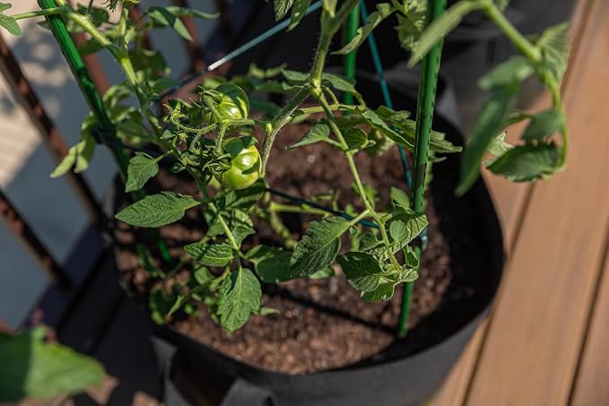 Gardzen 3-Pack Tomato Cage, Plants Support, Trellis Climbing Triangular Cage, Stand for Pepper Eggplant Tomato Flowers