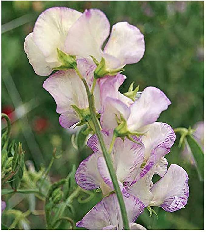 High Scent Sweet Pea Seeds - Approximately 50 Seeds - Most Fragrant Sweet Peas