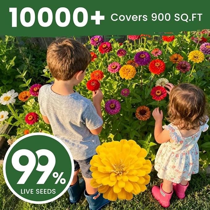 10000+ Zinnia Dahlia Seeds Flower Seeds for 2026 Planting, 2.82 Oz, 5 Varieties (Pink, Yellow, Orange, White, Purple), 80G Mixed Colors and Large Blooms, Open Pollinated - Bulk