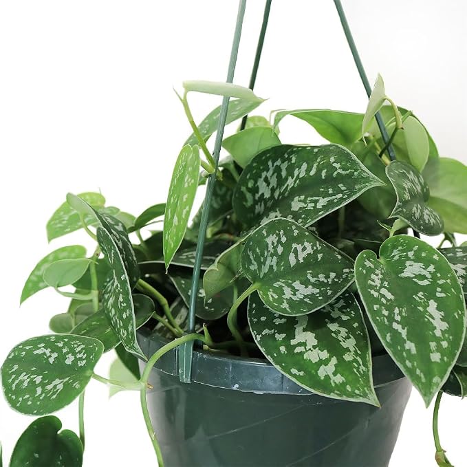 American Plant Exchange Scindapsus Silvery Ann Pothos Hanging Basket, Large 8-Inch Pot, Live Vining Indoor Houseplant, Green and Silver Foliage