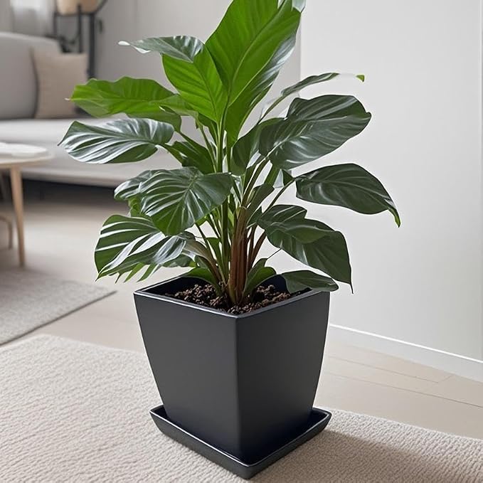 Square Ceramic Plant Saucer Tray 10 11 12 Inch Black,12.4" OD x10.8 ID x1.4 Deep, Sturdy Heavy Duty Glazed Planter Drip Flower pots with Catch Basin for Indoor Outdoor Plants(12" Black)