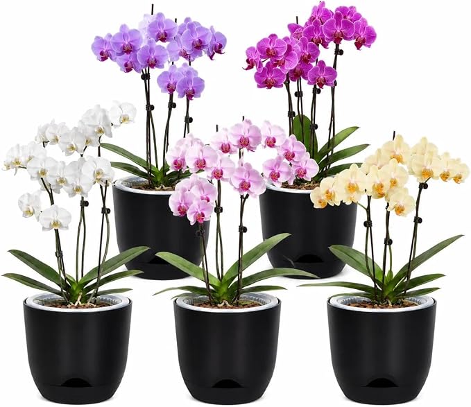 QCQHDU 7.2Inch Orchid Pots with Holes for Repotting, Double-Layer Plastic Self Watering Flower Pots for Indoor Plants with Drainage Holes, Clear Orchid Pot Match Decorative Orchid Container, 5 Packs