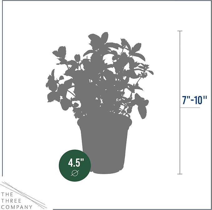Live Herb - Mint (4 Per Pack), Aromatic and Health Enhancer, Naturally Improves Breathing and Air Quality, 8" Tall by 4" Wide
