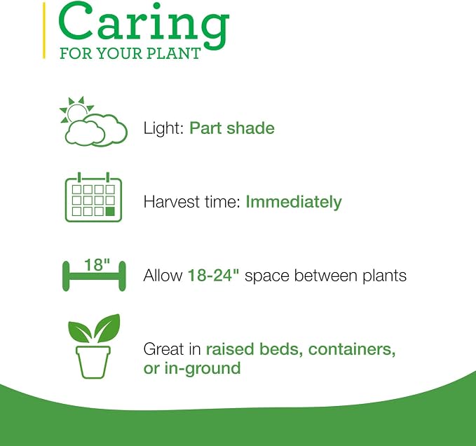 Bonnie Plants Spearmint Live Edible Aromatic Herb Plant - 4 Pack, Pet Friendly, Low Light, Part Shade, Great for Indoors