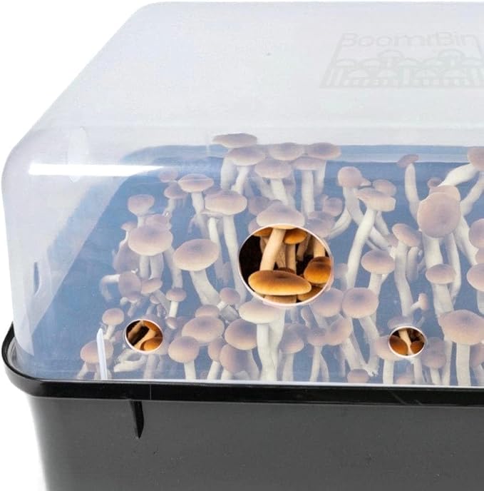 North Spore 'Boomr Bin' Mushroom Cultivating Monotub & Fruiting Chamber | Beginner-friendly Indoor Monotub, Holds 25 lbs substrate, Stackable, for Dung or Wood-loving Edible or Medicinal Mushrooms