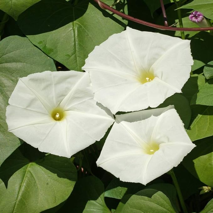 Outsidepride Ipomoea Alba Moonflower Seeds – 1 lb. Annual, Vining Flower Seeds for Planting, Fragrant Night-Blooming Climbers for Trellises, Moon Gardens, Night Pollinators & Outdoor Landscapes