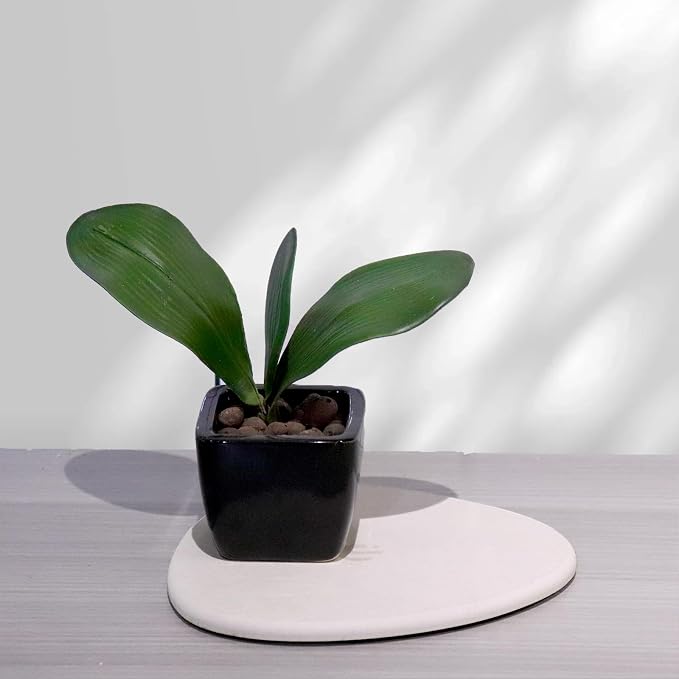 Elfcool Quick Dry Absorbent Flower Pot Saucer Dirp Tray Diatomaceous Earth Mat for Indoor Outdoor Plants (8''&12''-Off White-2pack)