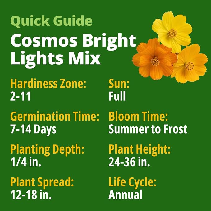 HOME GROWN Cosmos Bright Lights Mix Seeds – 5000 Sulphureus for Planting Spring 2026, Refined Wildflower Herb Seed Mix, Easy Grow Outdoor Flower for Gardens