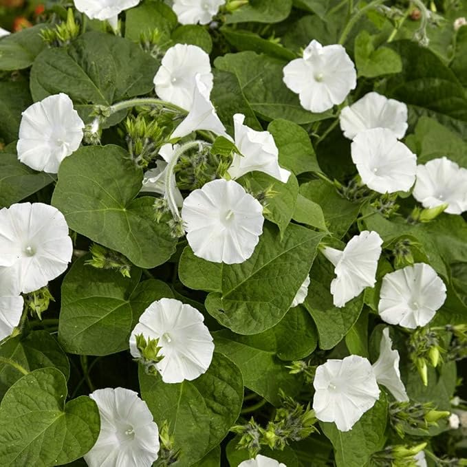 Outsidepride Ipomoea Alba Moonflower Seeds – 100 Pcs Annual, Vining Flower Seeds for Planting, Fragrant Night-Blooming Climbers for Trellises, Moon Gardens, Night Pollinators & Outdoor Landscapes