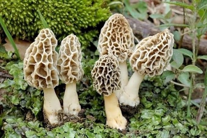 Morel Mushrooms Spores - Heirloom - GMO Free