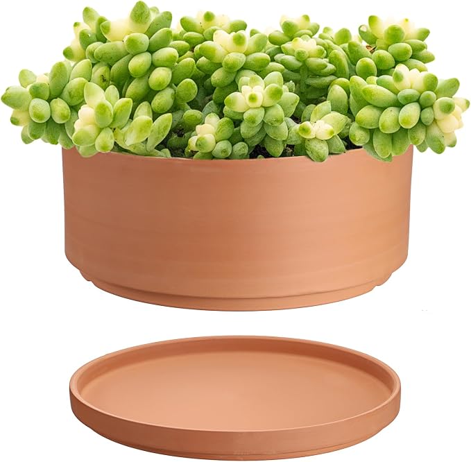 JUXYES 10 Inch Terracotta Shallow Pot with Holes and Saucers, Round Cylinder Succulent Planter Clay Flower Pots for Indoor and Outdoor Use, Decorative Bonsai Succulent for Mini Foliage Plants Orchids