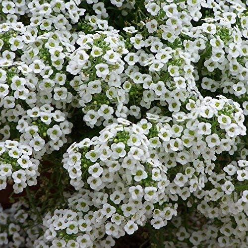 ~ Alyssum, Sweet Tall Flower Seeds (1 Lb) Lobularia maritima Non GMO