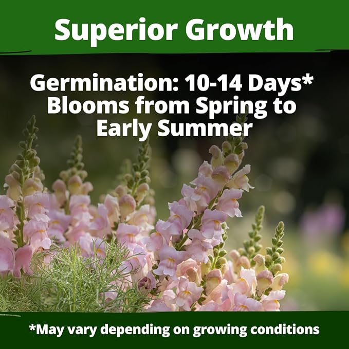 HOME GROWN Snapdragon Northern Lights Seeds, 10,000 Flower Seeds for Planting 2026 Spring, Pastel Garden Blooms of Snap Dragon, Pollinator Friendly Outdoor Cut Flowers (Antirrhinum majus)
