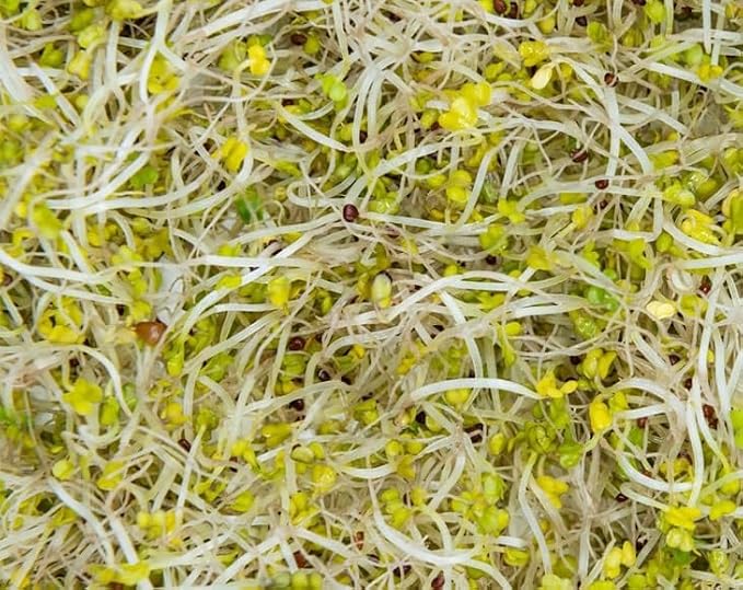Food to Live Broccoli Seeds for Sprouting, 1.5 Pounds – Vegan, Kosher, Sirtfood, Bulk. Rich in Sulforaphane, Vitamin C, Vitamin A. Great for Growing Sprouts, Microgreens. High Germination Rate
