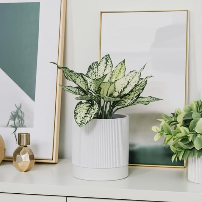 HERDUK 6 Inch Ceramic Plant Pot with Drainage & Saucer - Indoor Planter for Succulents, Cacti & Aloe Vera - Striped Design, High-Temp Fired Clay, Lightweight Modern Decor White