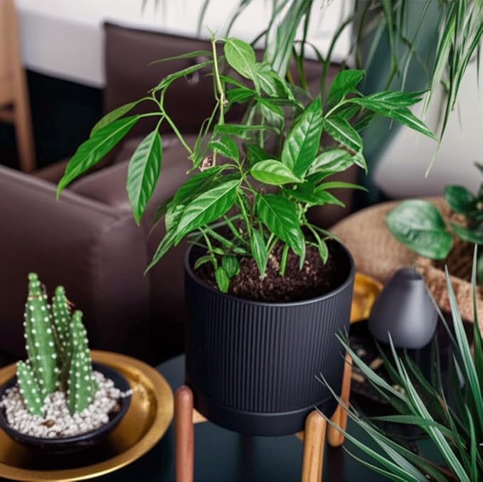 HERDUK 8 Inch Ceramic Planter with Natural Wood Stand w/Drainage & Saucer - Modern Indoor Planter for Cacti, Snake Plants & Aloe Vera Black