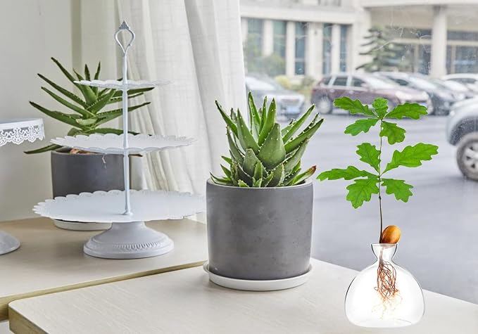 Acorn sprouting Seed Starter Planter Vase Terrariums Pot Acorn Tree Growing Kit Deco Glass Bulb Propagation Vases Grow Acorn Trees at Home Acorn Tree Growing Kit Unusual Gardening Gifts for Her Him